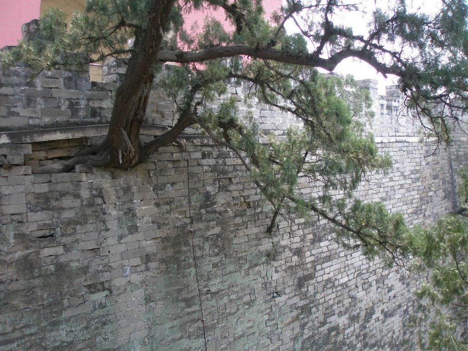 P4291227