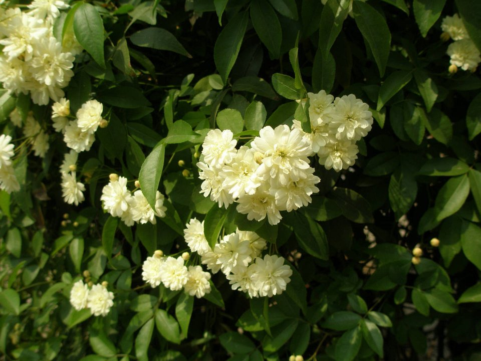 P4291231