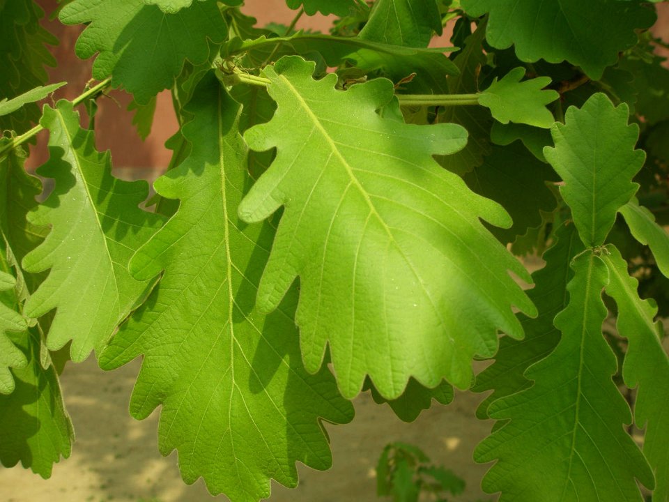 P4291235
