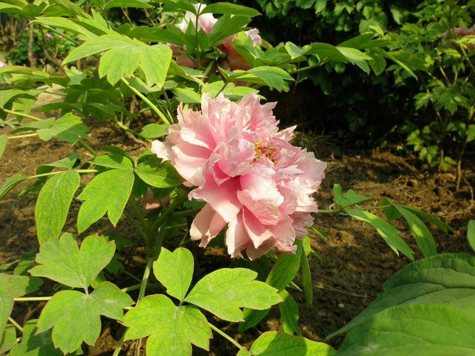 P4281109