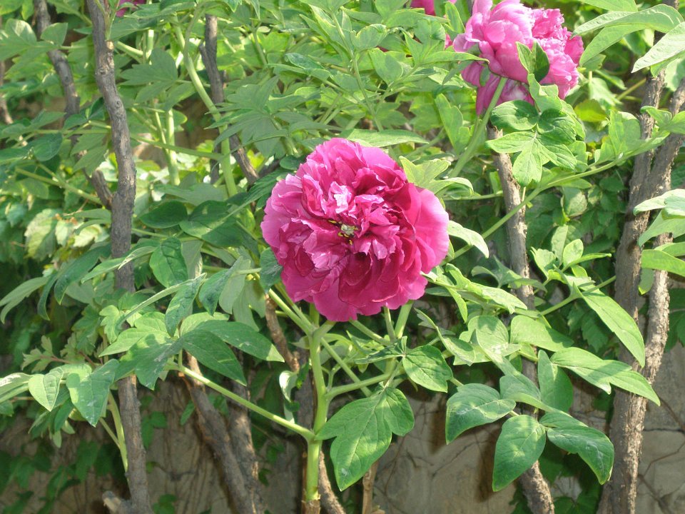 P4281110