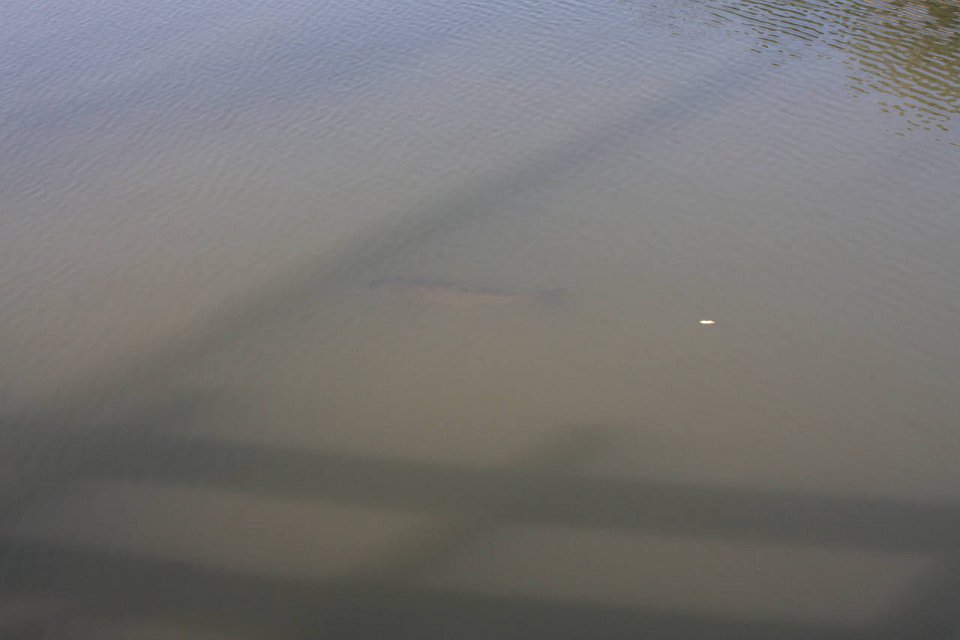IMG 4316