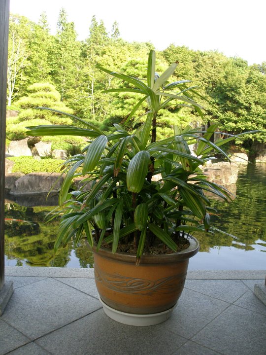 IMG 4386-1