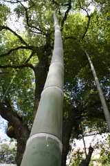 IMG 4038