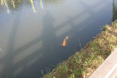 IMG 4314