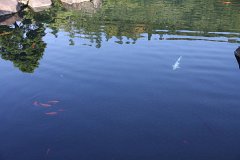 IMG 4345