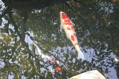 IMG 4358