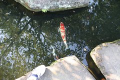 IMG 4359