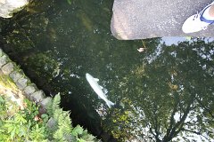 IMG 4360