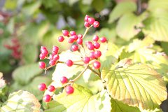 IMG 4376