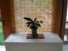 IMG 4377-1