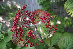IMG 4377