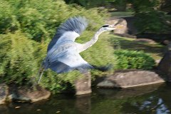 IMG 4425