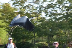 IMG 4429
