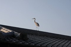 IMG 4436