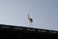 IMG 4437