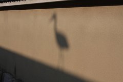 IMG 4438