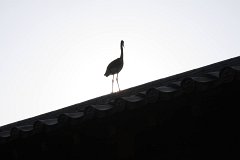 IMG 4440