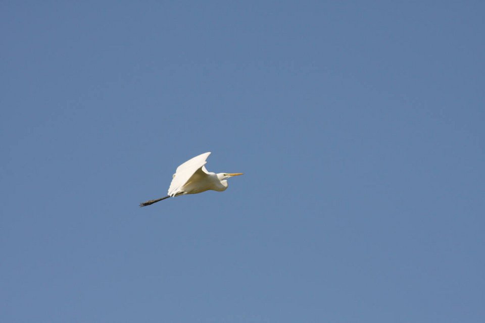 IMG 4491