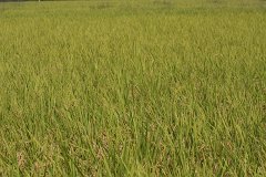 IMG 4451