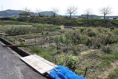 IMG 4459
