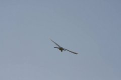IMG 4490