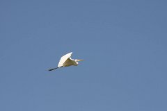 IMG 4491