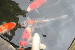 IMG 3000