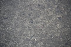E7D 1836