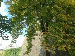IMG 3297