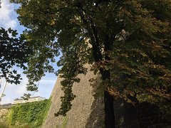 IMG 3299