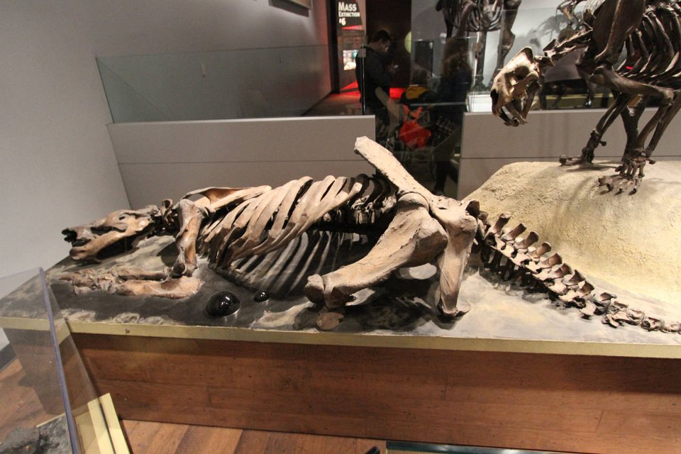 E7D 4956