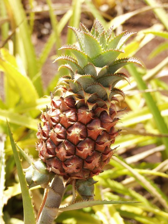 P5030086