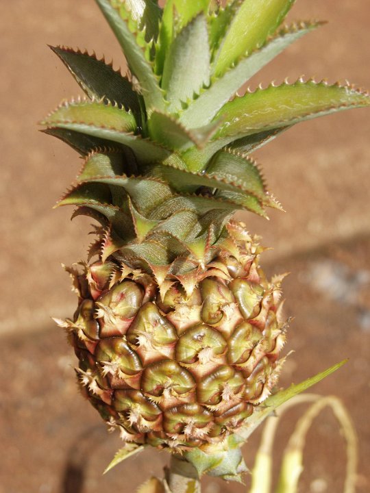 P5030094