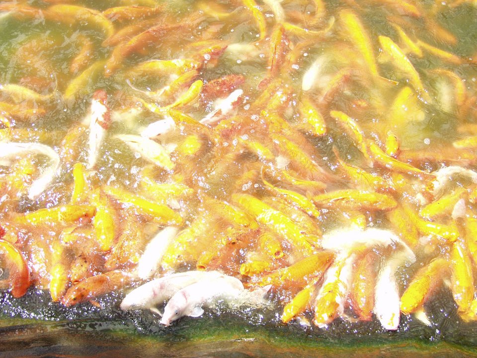 P5030104