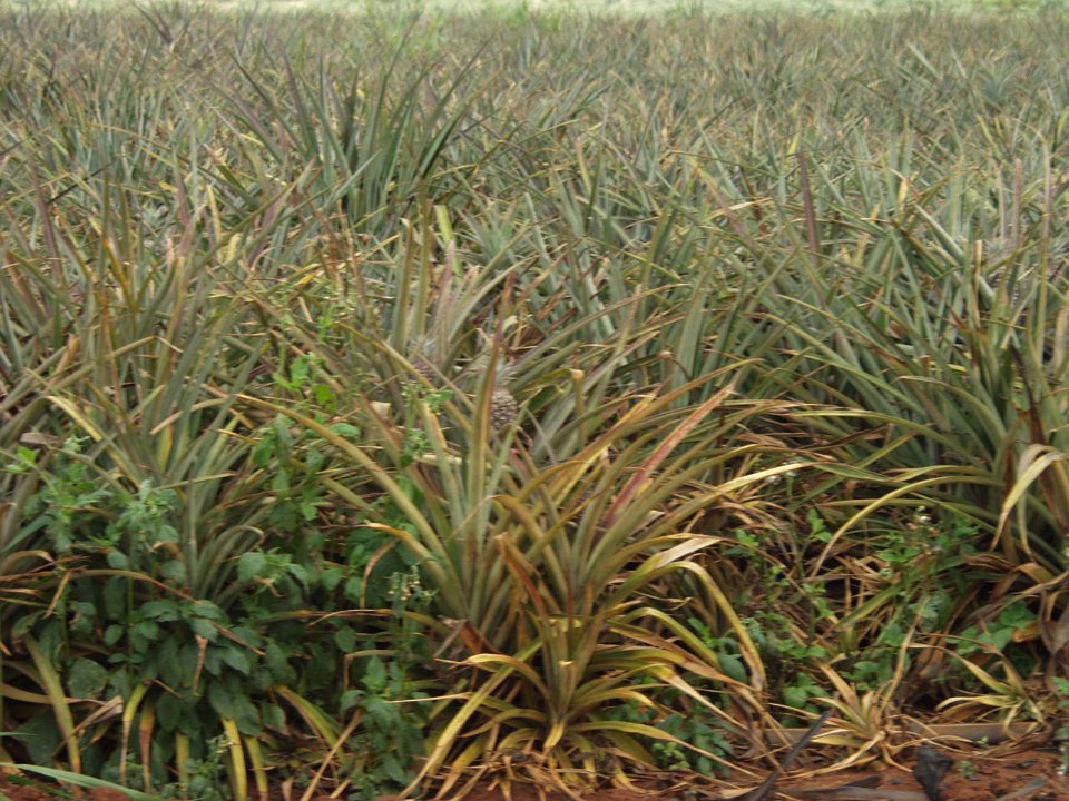 P5030125