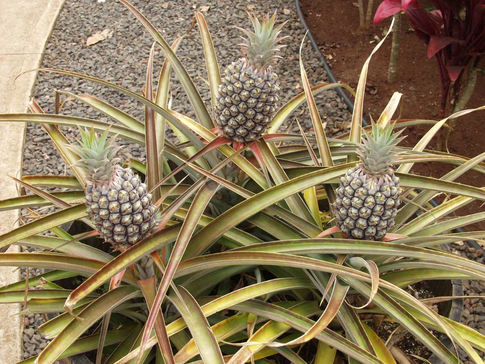 P5030135