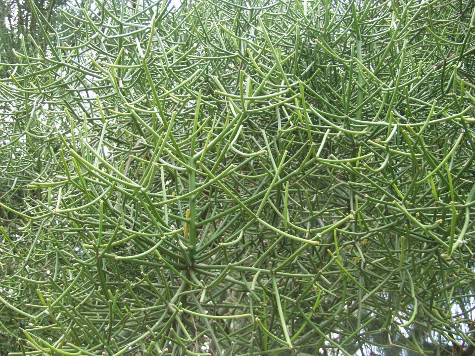 P5030224