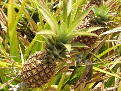 P5030084