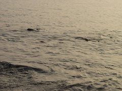 P5040272