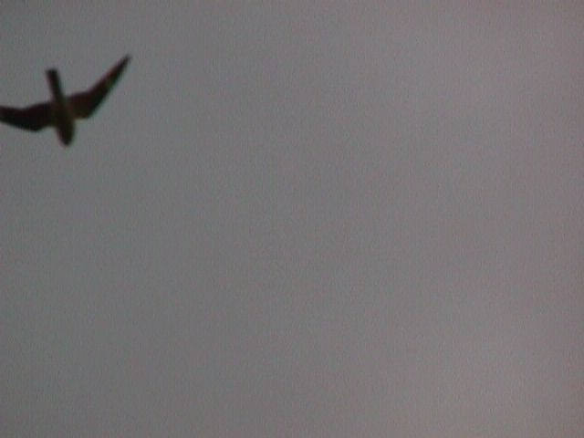 004-007f