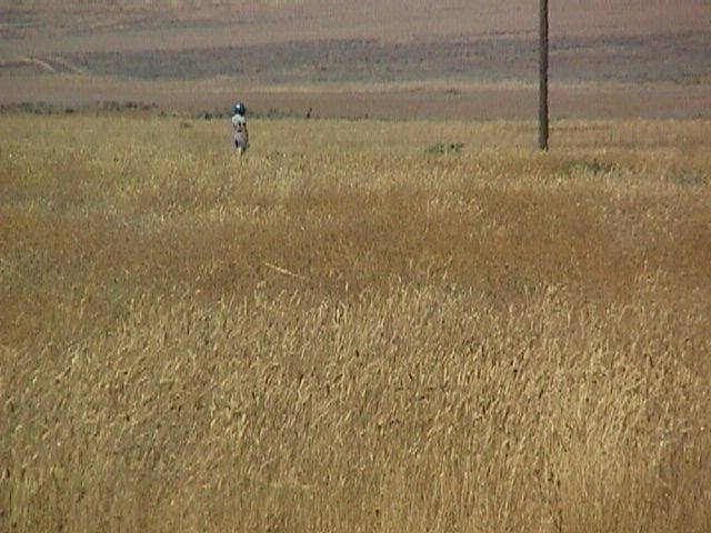 006-006f