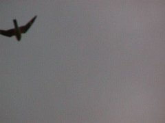 004-007f