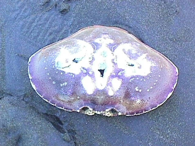 008-002f
