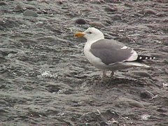 009-031f.jpg