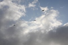 IMG 0916