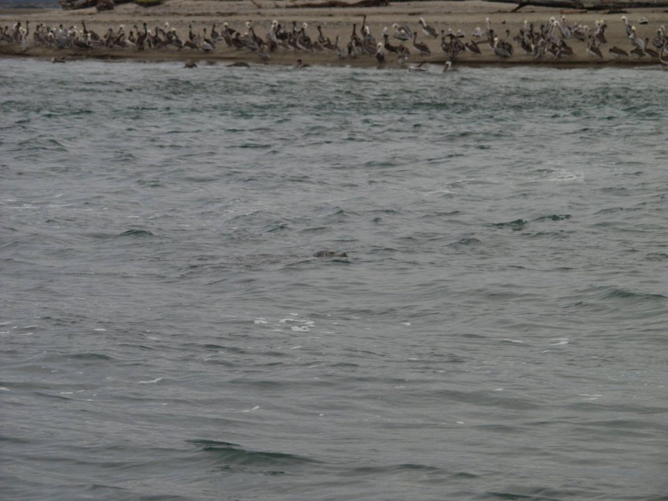 PC070081