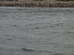 PC070081
