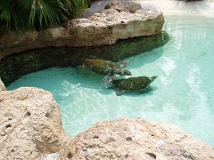 2005-Orlando 590