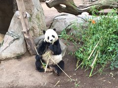 San Diego Zoo (2015)